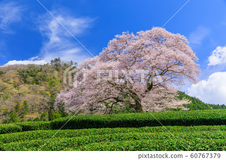靜岡_水izu櫻花盛開 60767379
