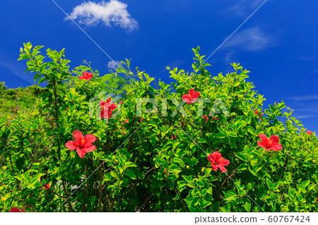 沖繩_晴天和芙蓉 60767424