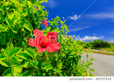 沖繩_晴天和芙蓉 60767428