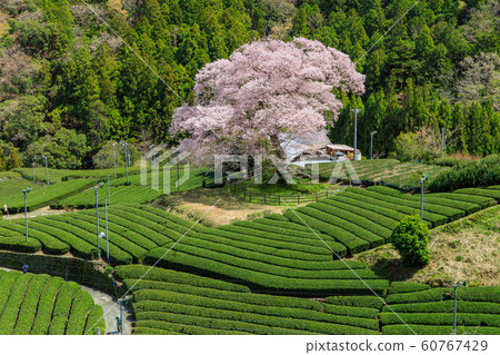 Shizuoka Shizuoka 60767429