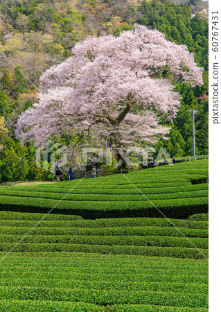 靜岡 靜岡 60767431