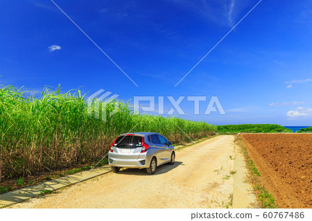 Miyakojima_sugarcane field 60767486