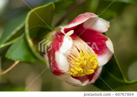 Tamagaura山茶花 Tamagaura山茶花 60767804