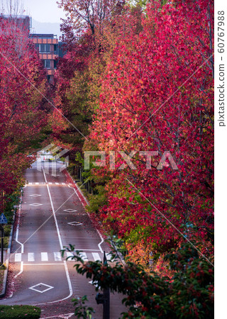美國槭樹秋葉 60767988