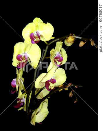 blooming orchid on a black background 60768017