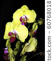 blooming orchid on a black background 60768018