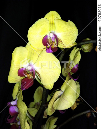 blooming orchid on a black background blooming orchid on a black background 60768018