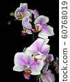 blooming orchid on a black background 60768019