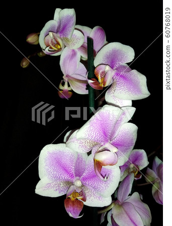 blooming orchid on a black background 60768019