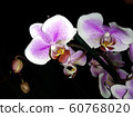 blooming orchid on a black background 60768020