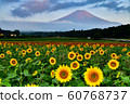 Fuji and sunflower 60768737