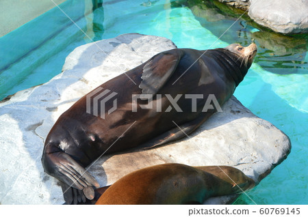 加州海獅（東京台東區上野動物園/上野公園） 60769145