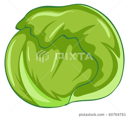 Green cabbage on white background Green cabbage on white background 60769781