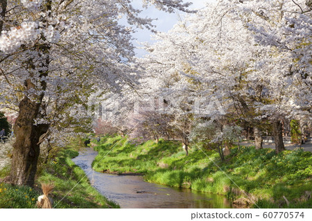 山梨縣南鶴郡忍野村忍野的春天 山梨縣南鶴郡忍野村忍野的春天 60770574