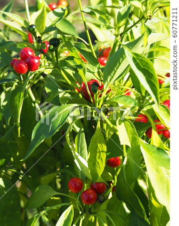 Conical scarlet 60771211