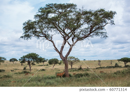 alcelaphus buselaphus in the green African Savannah alcelaphus buselaphus in the green African Savannah 60771314