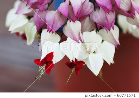 Genpa Kazura豬油菌 60771571