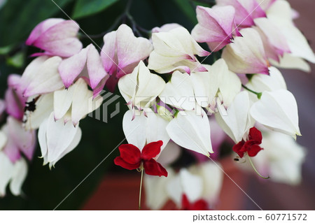 Genpa Kazura Clerodendrum thomsoniae 60771572