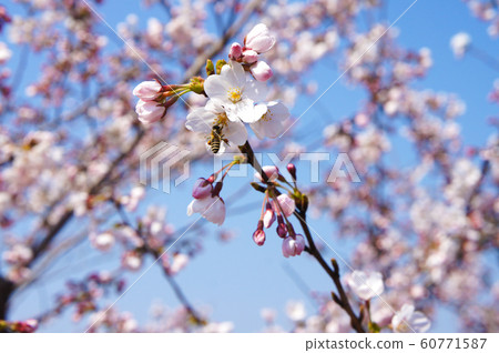 Kyoto cherry blossoms and bees 60771587