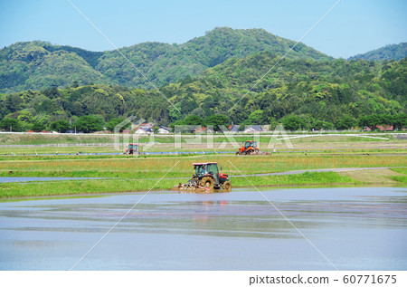 Stock Photo: paddy field, scrub, scenic 60771675