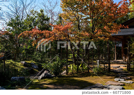 Autumn leaves of Kanazawa Autumn leaves of Kanazawa 60771800