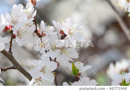 Pink Apple Tree Blossoms with white flowers on 60771948
