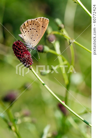 稀缺的大藍 稀缺的大藍 60772424