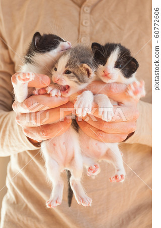 Very Little striped kittens in man hands. 60772606