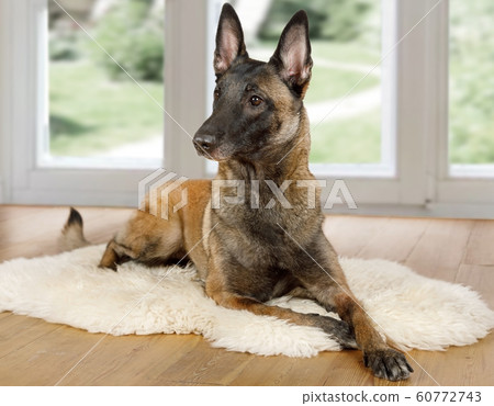 Purebred Belgian shepherd dog Malinois dog lying Purebred Belgian shepherd dog Malinois dog lying 60772743