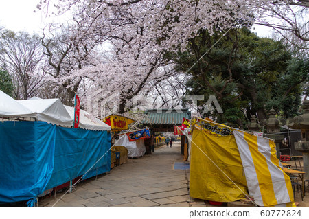Ueno Toshogu Shrine Sakura 60772824