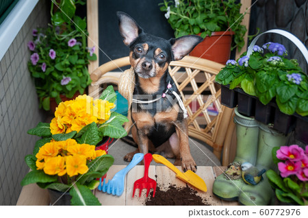 Dog surrounded by flowers and garden tools, an Dog surrounded by flowers and garden tools, an 60772976