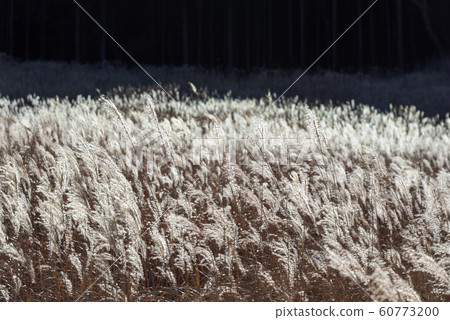Susuki prairie Susuki prairie 60773200