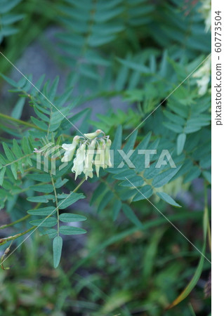 Iwaogi (aka Tateyama Ogi) 60773504