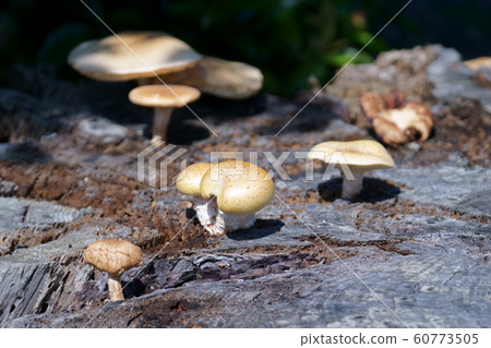 Matsuwanko Matsuouji Natural products seem to be poisonous 60773505