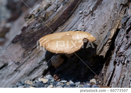 Matsuwanko Matsuouji Natural products seem to be poisonous 60773507
