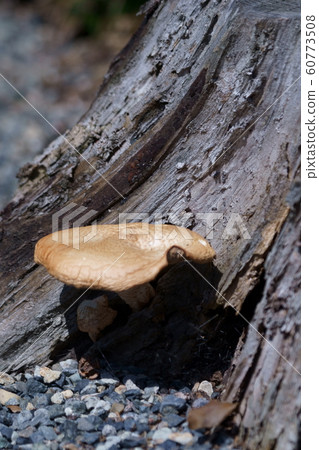 Matsuwanko Matsuouji Natural products seem to be poisonous 60773508