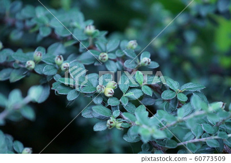 Cotoneaster Young Fruit Cotoneaster Young Fruit 60773509