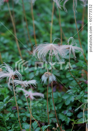 稀有車chingle水果 照片素材 圖片 圖庫