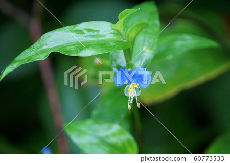 Dew grass morning flower flower language is `` respect '' 60773533