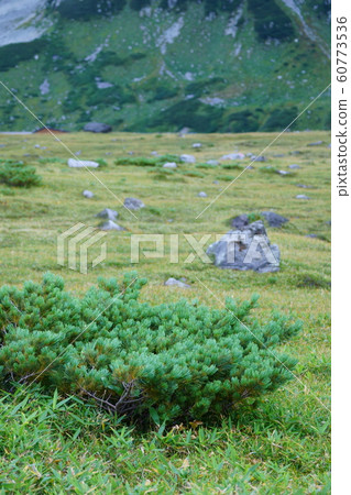 Alpine cranes 60773536