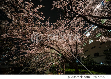 橫河川櫻花在晚上 60773802