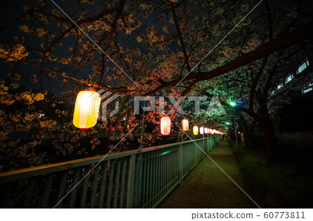 橫河川櫻花在晚上 60773811