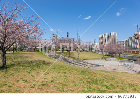 Oshima Komatsugawa Park Sakura Oshima Komatsugawa Park Sakura 60773935