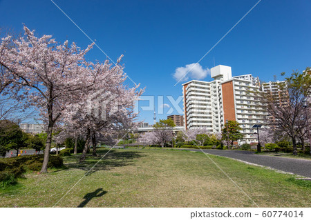 大島小松川公園櫻花 60774014