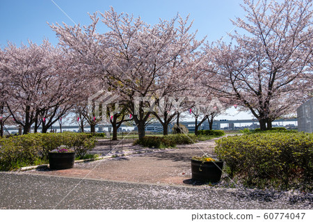 大島小松川公園櫻花 大島小松川公園櫻花 60774047
