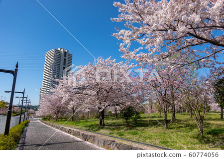 大島小松川公園櫻花 60774056
