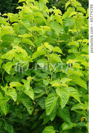 Mulberry Mulberry Mulberry Mulberry 60774199