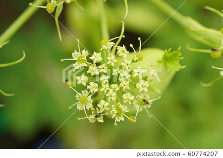 明日葉,明天葉子,花朵,花序 明日葉,明天葉子,花朵,花序 60774207