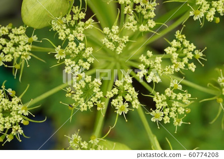 Ashitaba tomorrow leaf flower inflorescence Ashitaba tomorrow leaf flower inflorescence 60774208