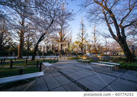 靖國神社櫻花 60774281
